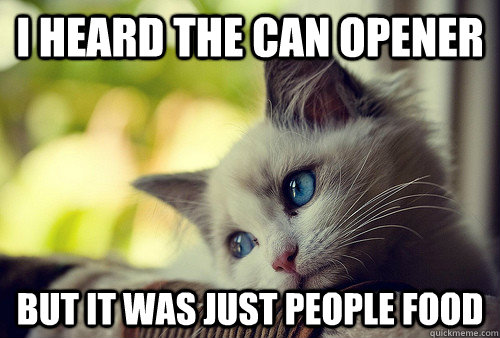 I heard the can opener but it was just people food  First World Problems Cat