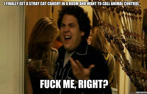 I finally get a stray cat caught in a room and want to call animal control FUCK ME, RIGHT?  fuck me right