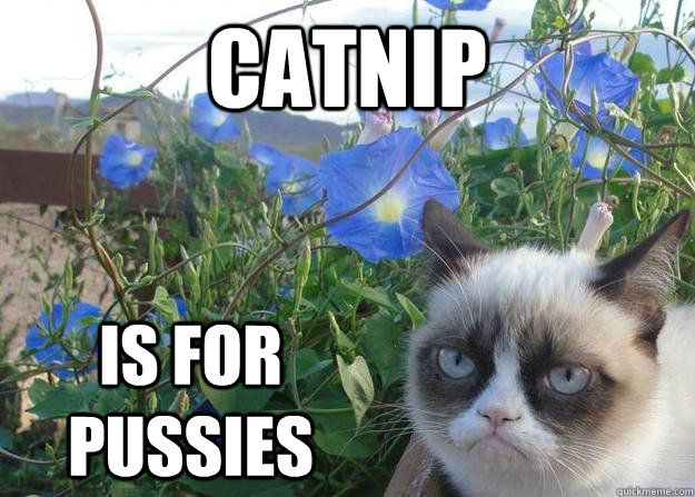 Catnip  is for pussies  Cheer up grumpy cat