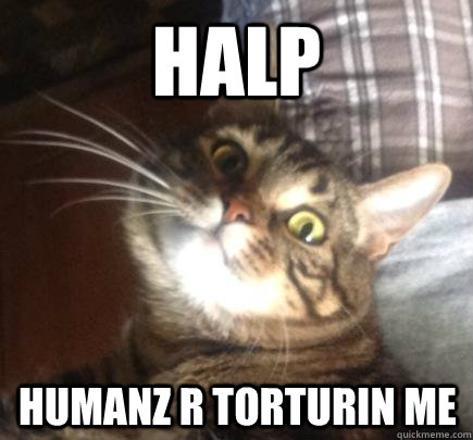 HALP HUMANZ R TORTURIN ME  Scarred for Life Cat