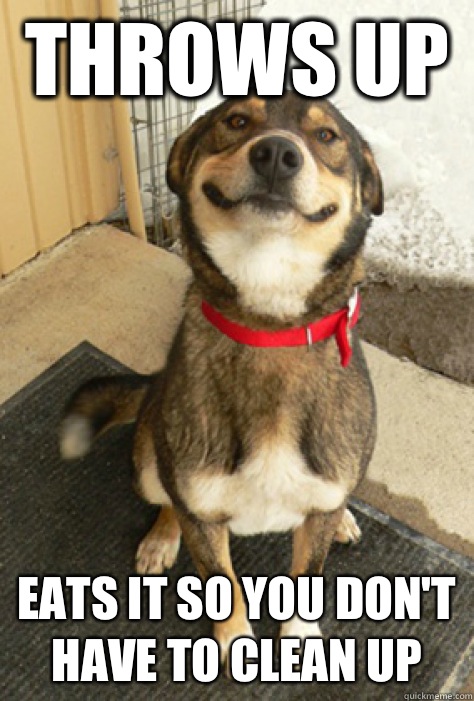 Throws up  Eats it so you don't have to clean up  Good Guy Dog