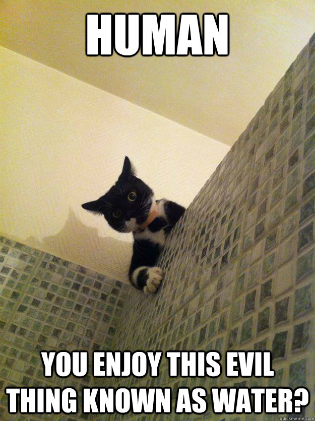 human you enjoy this evil thing known as water? - human you enjoy this evil thing known as water?  Incredulous Cat