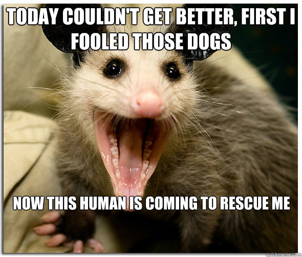 today couldn't get better, first i fooled those dogs now this human is coming to rescue me  Over-Excited Possum