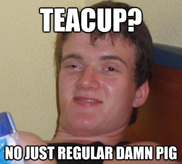 Teacup? No just regular damn pig  10 Guy
