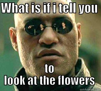 WHAT IS IF I TELL YOU  TO LOOK AT THE FLOWERS Matrix Morpheus