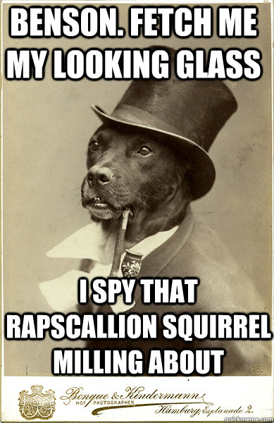 benson. fetch me my looking glass i spy that rapscallion squirrel milling about  - benson. fetch me my looking glass i spy that rapscallion squirrel milling about   Old Money Dog