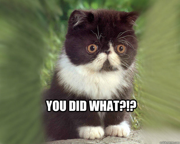 YOu did what?!?   Surprised Cat Meme