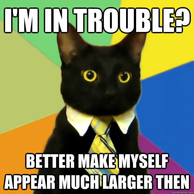 I'm in trouble? Better make myself appear much larger then - I'm in trouble? Better make myself appear much larger then  Politics Cat