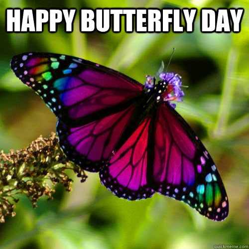 Happy butterfly day   gay butterfly