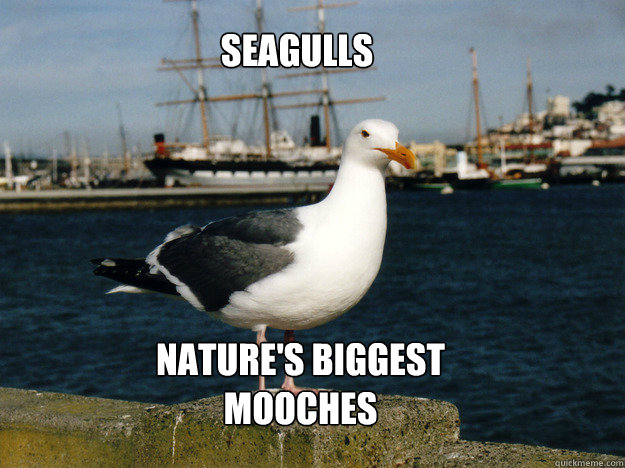 Seagulls Nature's biggest mooches - Seagulls Nature's biggest mooches  Seagull