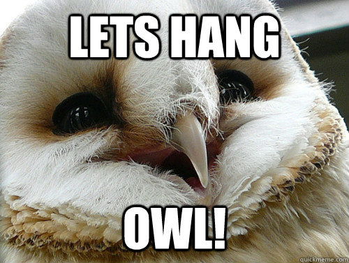 lets hang owl!   Punny Owl