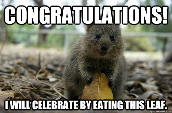 Congratulations! I will celebrate by eating this leaf. - Congratulations! I will celebrate by eating this leaf.  Congratulatory Quokka