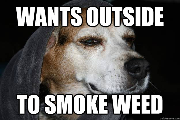 wants outside to smoke weed  stoned dog