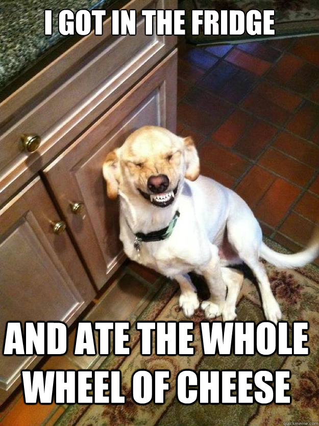 i got in the fridge and ate the whole wheel of cheese  High Dog