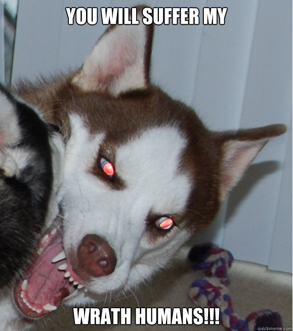 YOU WILL SUFFER MY  WRATH HUMANS!!! - YOU WILL SUFFER MY  WRATH HUMANS!!!  Demon Husky