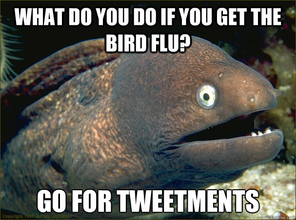 What do you do if you get the bird flu? Go for Tweetments - What do you do if you get the bird flu? Go for Tweetments  Bad Joke Eel