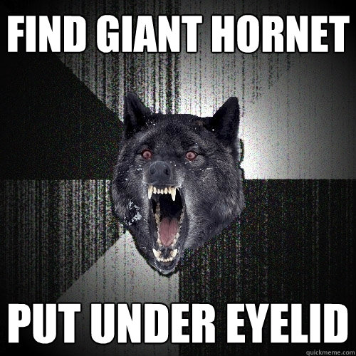 find giant hornet put under eyelid  Insanity Wolf