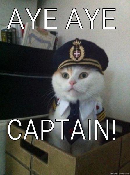 Won't let you down - AYE AYE CAPTAIN! Captain kitteh