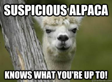 suspicious alpaca knows what you're up to!  Suspicious Alpaca