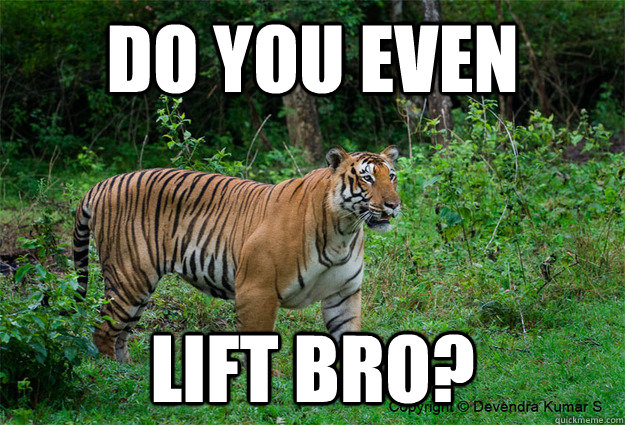 do you even lift bro? - do you even lift bro?  Gym tiger
