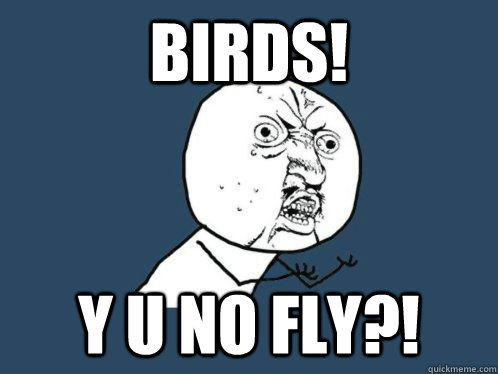 birds! Y u no fly?!  