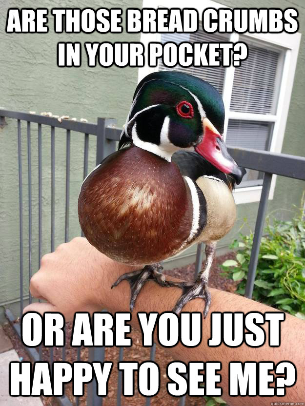 Flirtatious Water Fowl memes | quickmeme