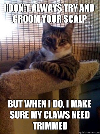 I don't always try and groom your scalp but when I do, I make sure my claws need trimmed  The Most Interesting Cat in the World