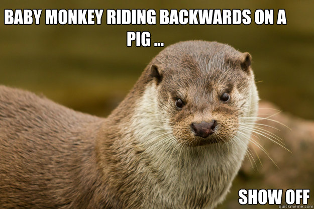 Baby monkey riding backwards on a pig ... Show off - Baby monkey riding backwards on a pig ... Show off  scowling otter