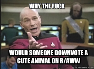 why the fuck Would someone downvote a cute animal on r/aww  Annoyed Picard