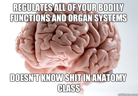 Regulates all of your bodily functions and organ systems Doesn't know shit in anatomy class  Scumbag Brain