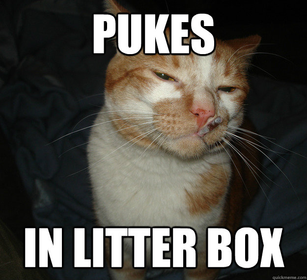 Pukes In litter box  Good Guy Cat