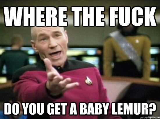 Where the fuck Do you get a baby lemur?  Annoyed Picard HD