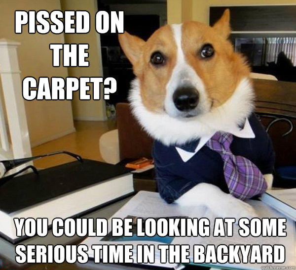 Pissed on the carpet? You could be looking at some serious time in the backyard  Lawyer Dog