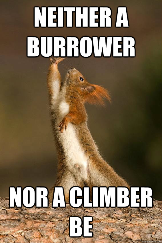 Neither a burrower Nor a climber be - Neither a burrower Nor a climber be  Shakespeare Squirrel