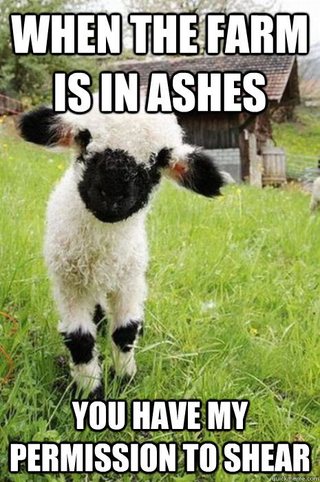 When the farm is in ashes  you have my permission to shear - When the farm is in ashes  you have my permission to shear  baby bane sheep