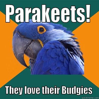 PARAKEETS! THEY LOVE THEIR BUDGIES Paranoid Parrot