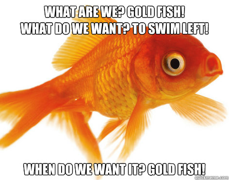 What are we? Gold fish!
What do we want? To swim left! When do we want it? Gold fish!  Forgetful Fish