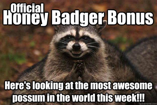 Honey Badger Bonus Here's looking at the most awesome possum in the world this week!!! Official - Honey Badger Bonus Here's looking at the most awesome possum in the world this week!!! Official  Evil Plotting Raccoon