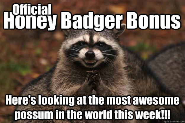 Honey Badger Bonus Here's looking at the most awesome possum in the world this week!!! Official  Evil Plotting Raccoon