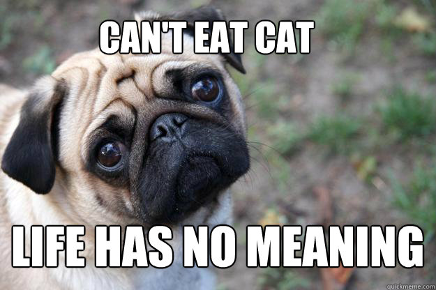 Can't eat cat Life has no meaning  First World Dog problems