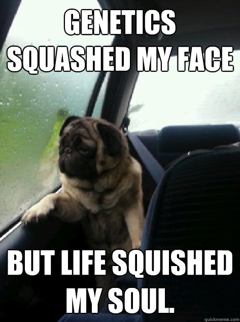 Genetics squashed my face but life squished my soul.  Introspective Pug
