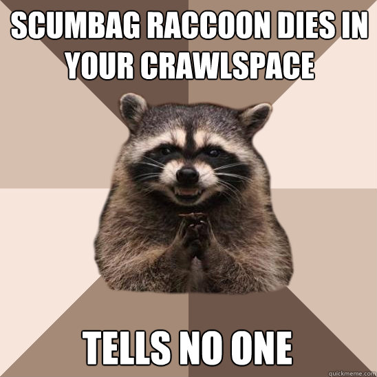 Scumbag Raccoon Dies in your crawlspace  Tells no one  Evil Plotting Raccoon