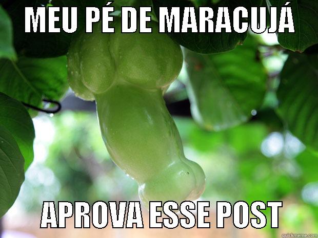 Pé de MARACUJÁ -     MEU PÉ DE MARACUJÁ             APROVA ESSE POST      Misc