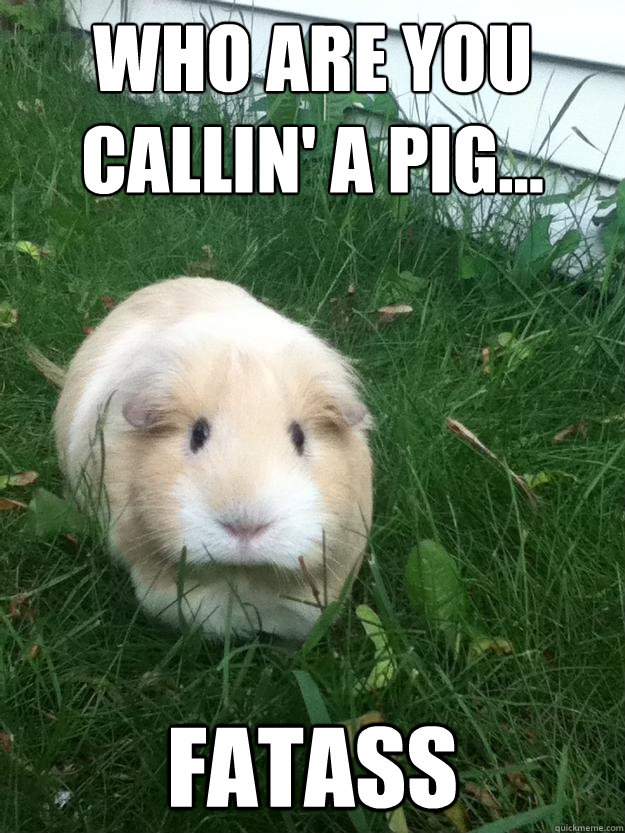 who are you callin' a pig... fatass - who are you callin' a pig... fatass  Sinister Guinea Pig