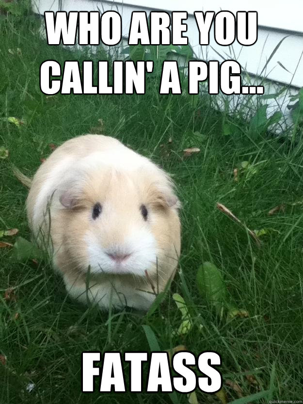 who are you callin' a pig... fatass  Sinister Guinea Pig