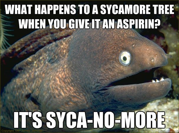 What happens to a sycamore tree when you give it an aspirin? it's syca-no-more  Bad Joke Eel