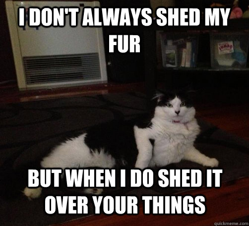 i don't always shed my fur but when i do shed it over your things  