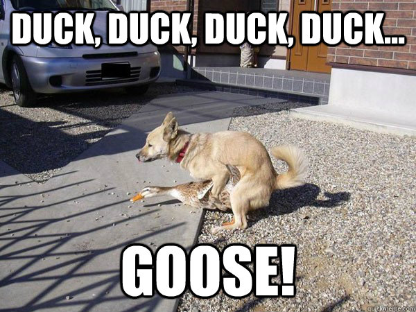 duck, duck, duck, duck... goose! - duck, duck, duck, duck... goose!  Real life Duckshit