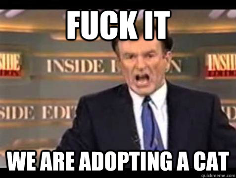 Fuck it We are adopting a cat - Fuck it We are adopting a cat  Bill OReilly Fuck It