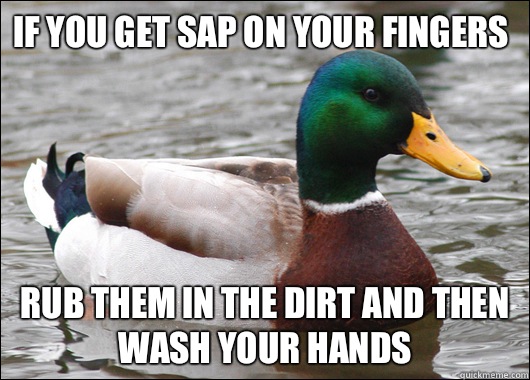 If you get sap on your fingers Rub them in the dirt and then wash your hands  Actual Advice Mallard